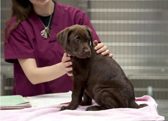 Lifestyle Vaccines: What Are They and Which Does Your Pet Need? | PetMD