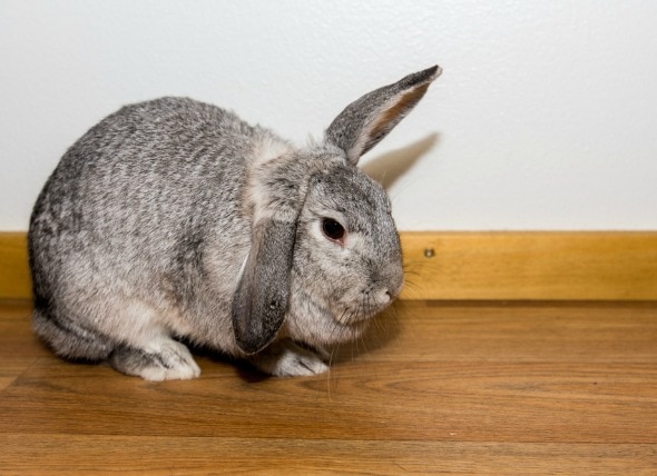 Limping Due to Pain or Injury in Rabbits