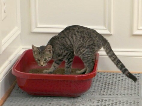 Litter Box Training: Why Setup and Placement Matters
