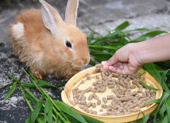 Loss of Appetite in Rabbits