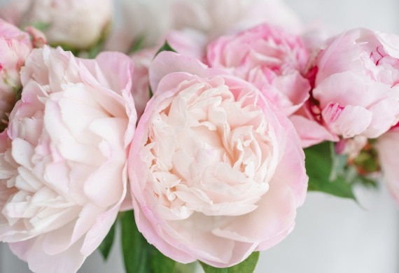 Are peony flowers poisonous to sale dogs