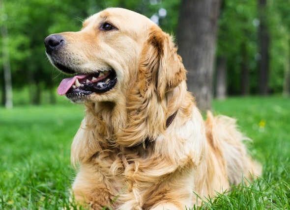 Low Blood Oxygen in Dogs | PetMD