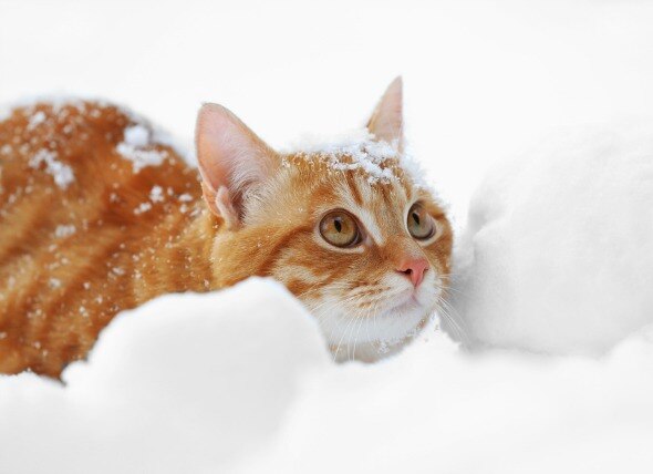 Low Body Temperature in Cats