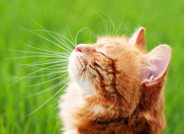 Lung Cancer (Adenocarcinoma) in Cats