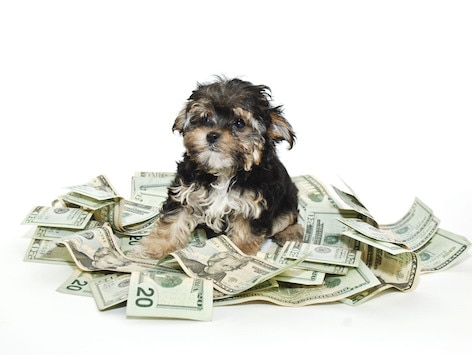 How Preventative Pet Care Can Help Save You Money on Vet Bills
