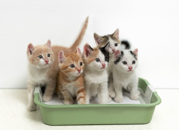 Why Multiple Cats Need Multiple Litter Boxes