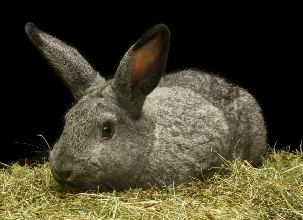 Myxoma Virus in Rabbits