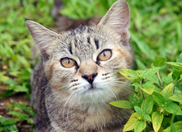 Natural Ways to Manage Diabetes in Cats