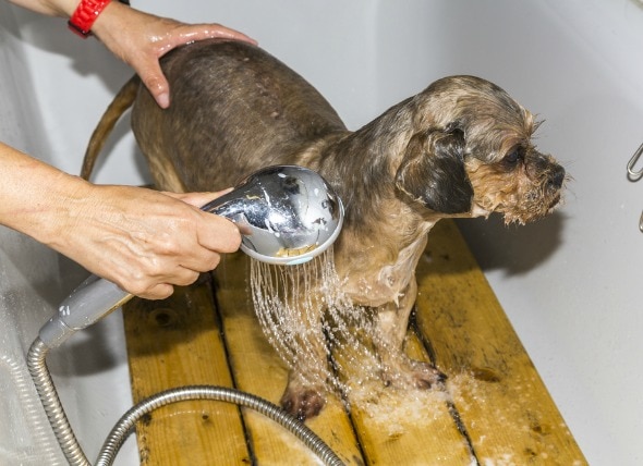 'Natural' Methods for Controlling Fleas in Dogs