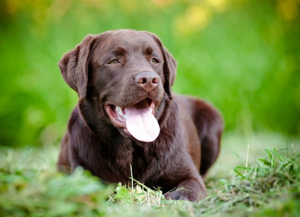Nerve Disorder Affecting Multiple Nerves in Dogs