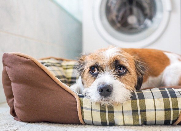 Do You Need to Hire a Dog Behaviorist?