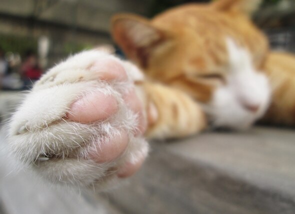 New Jersey Assembly Panel Approves Cat Declawing Ban
