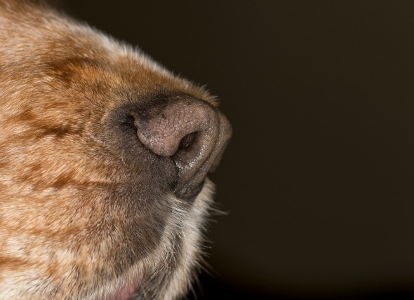 Nose Cancer (Chondrosarcoma) in Dogs