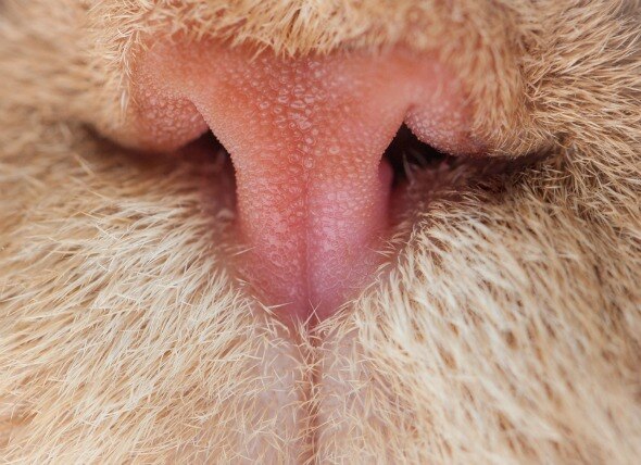 Nose Pad Cancer (Squamous Cell Carcinoma) in Cats
