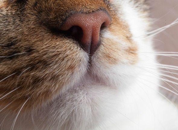 Nose and Sinus cancer (Squamous Cell Carcinoma) in Cats