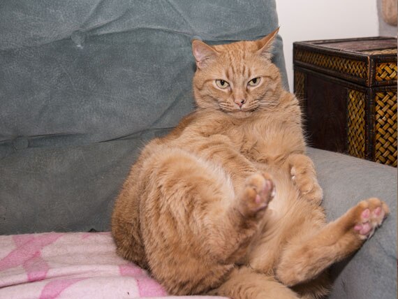 How Obesity is Causing Arthritis in Our Cats