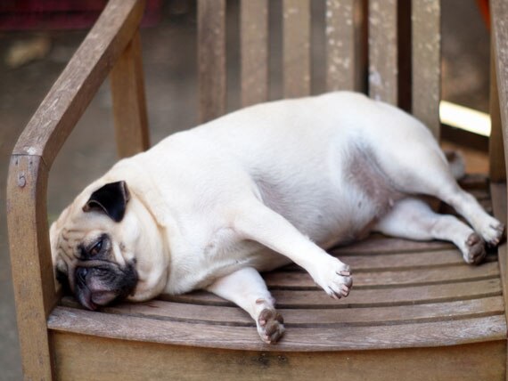 How Obesity is Causing Arthritis in Our Dogs