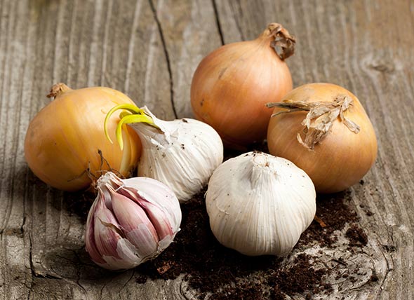 Are Onions and Garlic Bad For Your Dog?