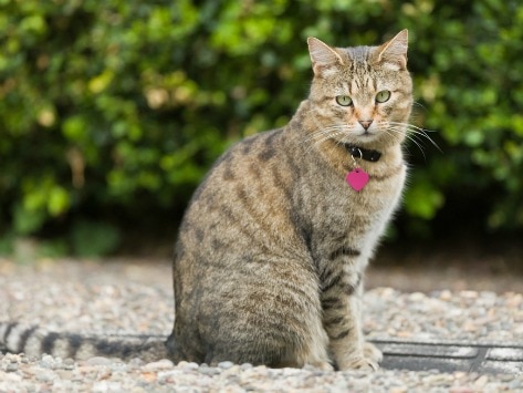 5 Outdoor Dangers for Cats