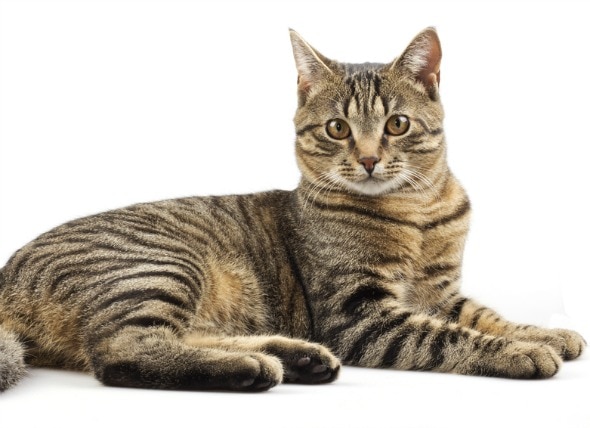 Pain from the Nervous System in Cats
