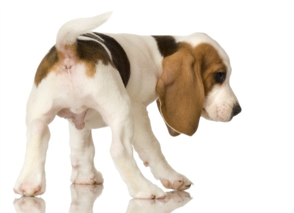 Parasitic Infection (Neosporosis) in Dogs