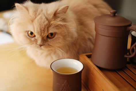 Tips to Help Your Persian Cat's Breathing Problems