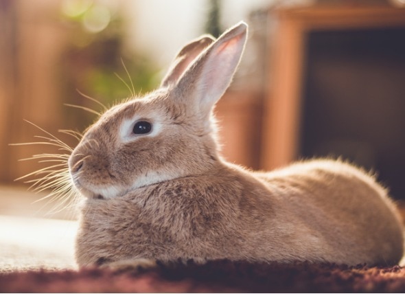 How to Get Rid of Fleas on Rabbits