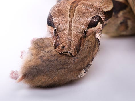 How to Use Rodents as Snake Food