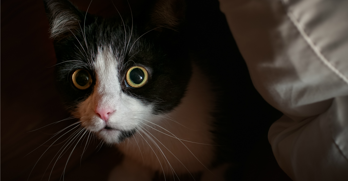 Anxiety and Compulsive Disorders in Cats
