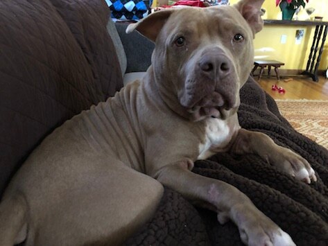 Special Needs Pit Bull with Big Heart Saved from Euthanasia