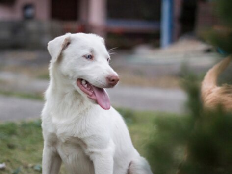 Albino Dogs: Interesting Facts You Should Know | PetMD