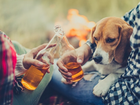 Can Cats and Dogs Drink Beer or Alcohol?