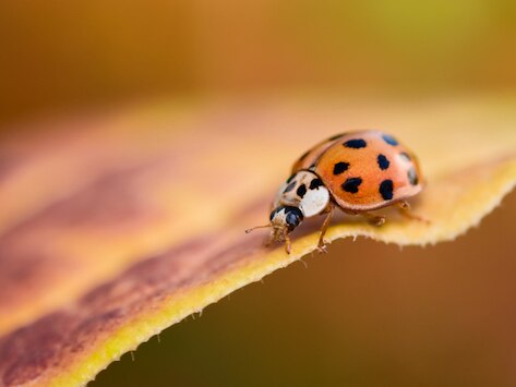 Asian Lady Beetles: Could They Harm Your Dog?