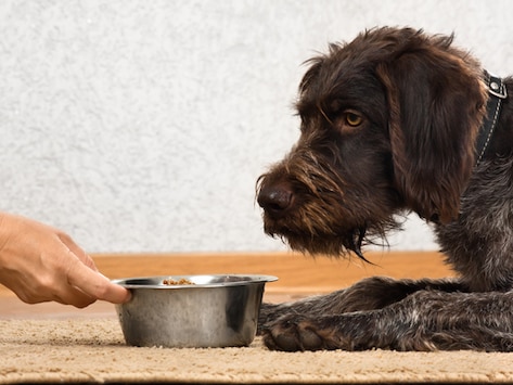 5 Diet Tips for Pets with Bladder Stones