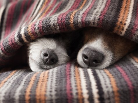 Blanket Safety for Pets