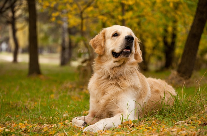 Golden retriever heart disease best sale