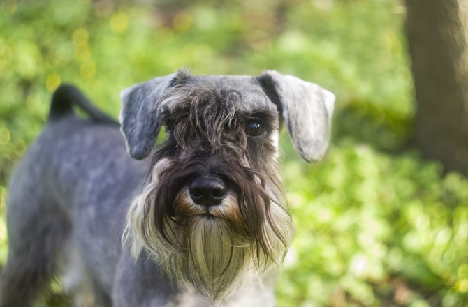 7 Dog Breeds at Risk for Heart Disease PetMD