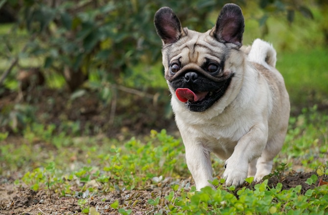 Dog Breeds That Don’t Like Water | PetMD