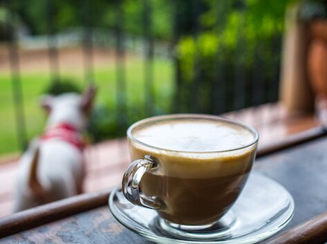 Caffeine and Pets: Safety Tips and Considerations