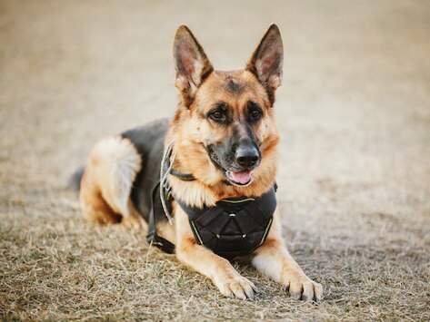 Military Working Dogs: Understanding Canine Post-Traumatic Stress Disorder