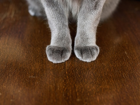 7 Negative Side Effects of Declawing Your Cat