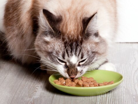 diabetic cat food australia