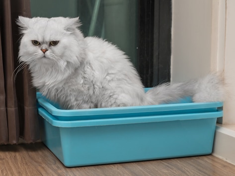 Best (and Worst) Spots for Your Cat’s Litter Box