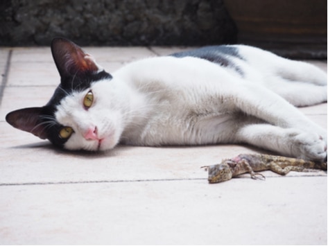 What to Do If Your Cat Eats a Lizard or Frog