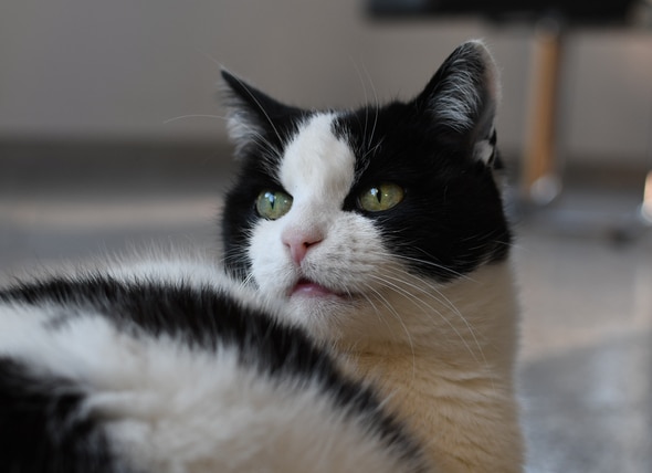 Why Is My Cat Panting?