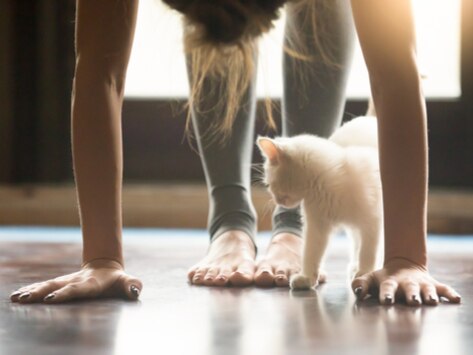 Cat Yoga: Another Fitness Fad?