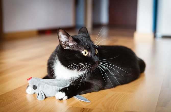 How Does Catnip Work Its Magic on Cats?