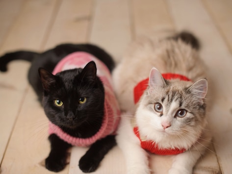 Sweaters for Cats: Do They Need Them?