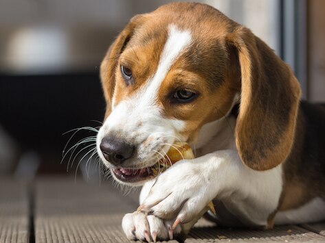 5 Common Causes of Choking in Pets
