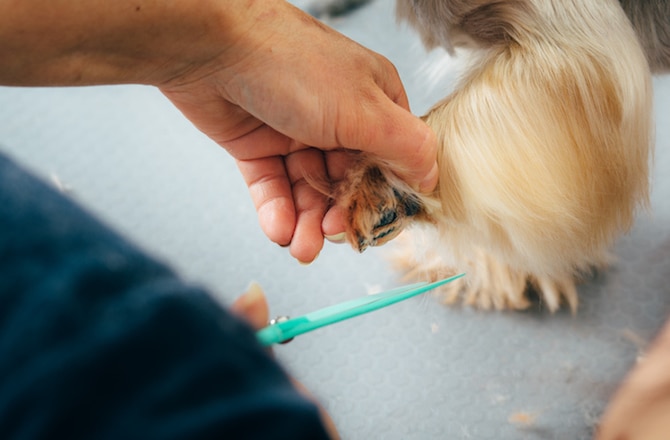 Tips for Preventing and Cleaning Muddy Dog Paws